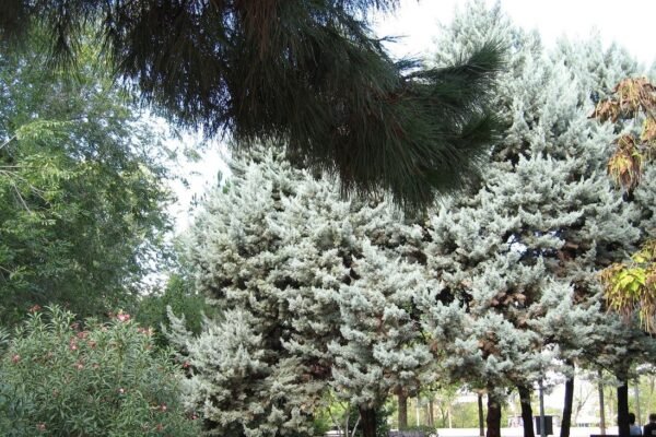 El Ayuntamiento de Coslada plantará 100 árboles Árboles Coslada