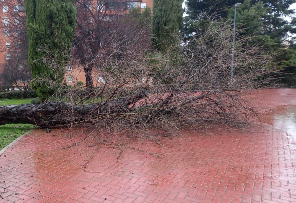 El Ayuntamiento de Coslada, a través del área de Parques y Jardines, Seguridad, Protección civil y Emergencias, ha activado medidas preventivas de seguridad. Entre otras medidas, se ha procedido ya al cierre de varios parques y espacios públicos del municipio como consecuencia del episodio de fuertes rachas de viento, en el marco de la alerta amarilla decretada por la Agencia Estatal de Meteorología (AEMET) y comunicada a la ciudadanía a través de los distintos canales municipales.