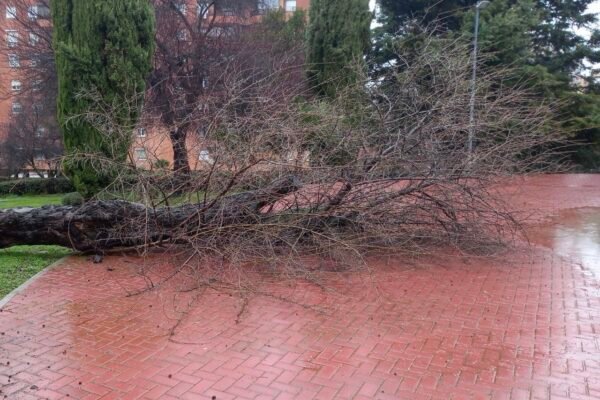 El Ayuntamiento de Coslada, a través del área de Parques y Jardines, Seguridad, Protección civil y Emergencias, ha activado medidas preventivas de seguridad. Entre otras medidas, se ha procedido ya al cierre de varios parques y espacios públicos del municipio como consecuencia del episodio de fuertes rachas de viento, en el marco de la alerta amarilla decretada por la Agencia Estatal de Meteorología (AEMET) y comunicada a la ciudadanía a través de los distintos canales municipales.